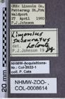 Etiketten zu Limonius subauratus (NHMW-ZOO-COL-0008614)